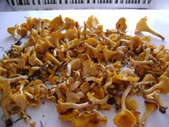 DSC04152