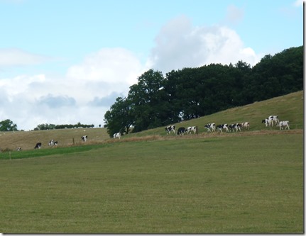 4 cattle on the laughton hills