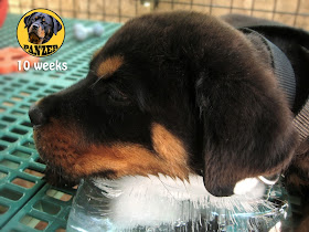 Rottweiler puppy photo