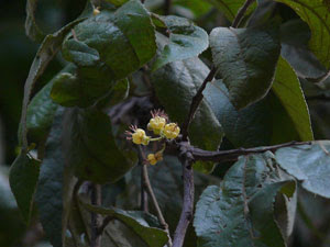 Herbal Pelangsing Tubuh Daun Jati Belanda