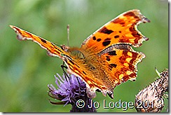comma 2