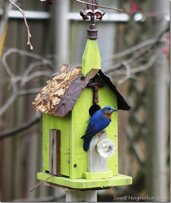 Bluebird4