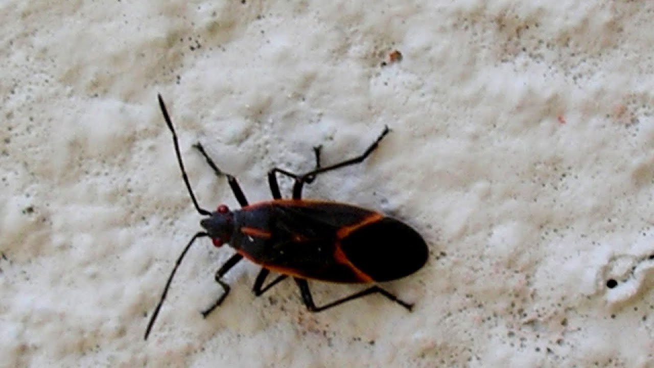 Red And Black Bugs