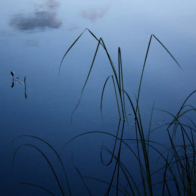 Water plants guillaume lelasseux 2009