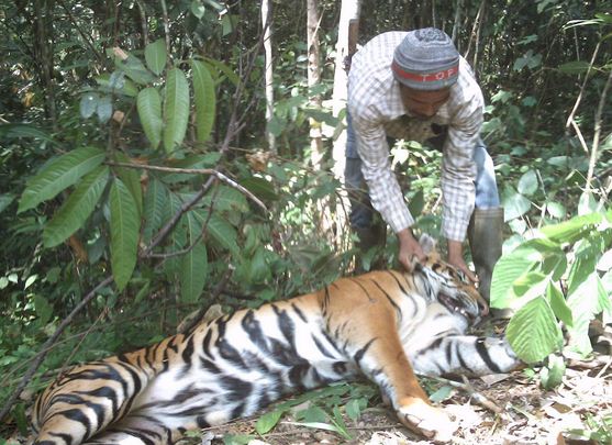 Penyebab Kepunahan  Makhluk Hidup dan Upaya Pelestariannya 