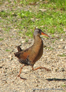 Virginia Rail