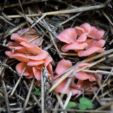 Mushroom Spawn Supplier In Mirzapur