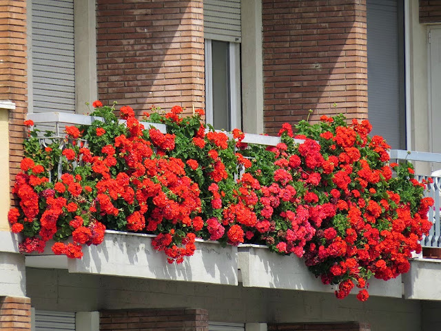 Balcone fiorito, scali del Teatro, Livorno