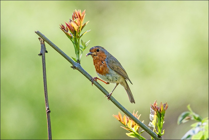 Robin