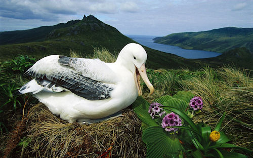 Aves exóticas y fantásticas en el paraíso