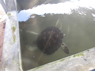 Induruwa Sri Lanka 