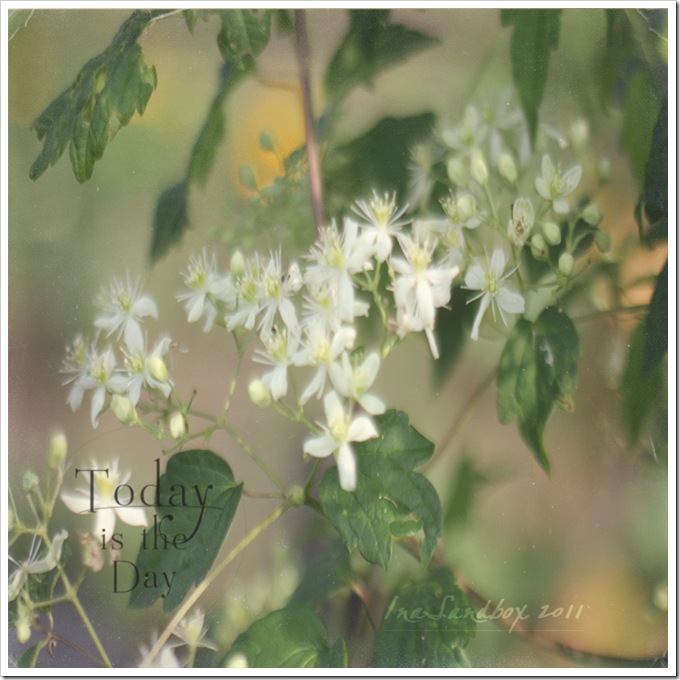 virgins bower with canvasbackmagic texture