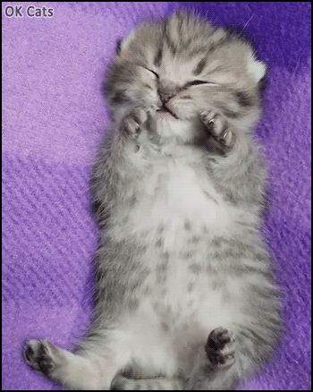 Cute Kitten GIF • MLEM MLEM MLEM... Adorable Kitty lying on her back sleeping and dreaming [ok-cats.com]