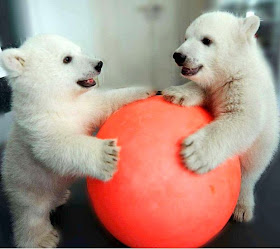 Funny animals of the week - 21 March 2014 (40 pics), funny animal pictures, two baby polar bears playing with red ball