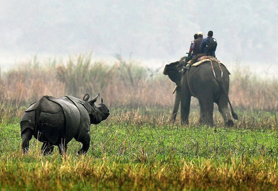 Kaziranga National Park