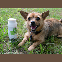 Only Natural Pet EasyDefense All-In-One Flea Remedy Review