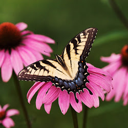 Butterfly Wallpapers, gambar kupu-kupu