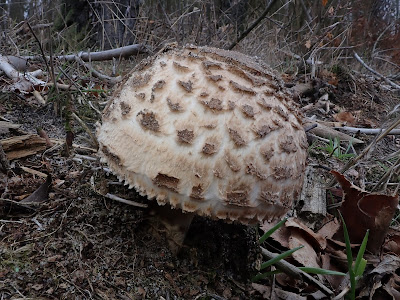 grzyby 2019, grzyby w listopadzie, grzyby na Ponidziu, uzdrowisko Busko Zdrój