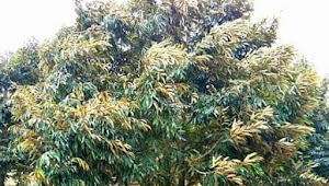 Hal-hal tentang Triple Trees Planting Durian