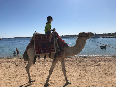 horse or camel riding
