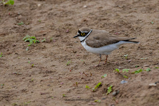 Wildlifefotografie Naturfotografie Weseraue Flussregenpfeifer