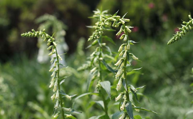 Digitalis Lutea Flowers Pictures