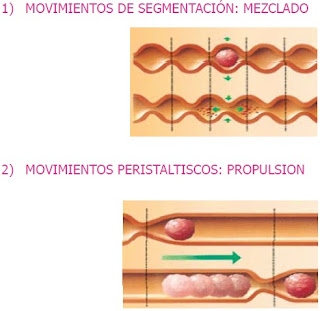 peristaltismo intestinal