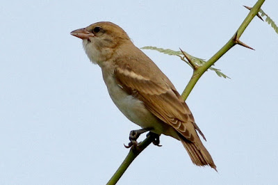 Yellow-throated Sparrow