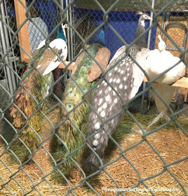 2017 Pennsylvania Farm Show Peacocks