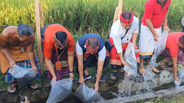    Manfaatkan Momen Tumpek Uye, Pemerintah Kabupaten Karangasem Sebar Ribuan Bibit Ikan Di Perairan Desa Bungaya 