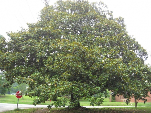 magnolia tree. saucer magnolia tree facts.