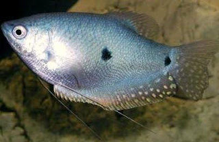 merupakan ikan yang hidup di air tawar dan termasuk dalam golongan marga  Ikan Sepat (Trichogaster)