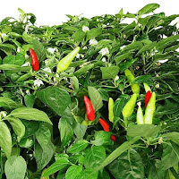 cabai chili pepper