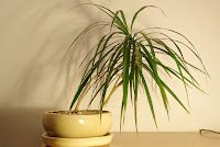 dracena obrzeżona