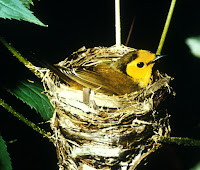 Hooded Warbler female on nest – Feb. 2011 – US Fish and Wildlife Service