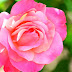 CaptureYour365 POTD: A Rose is a Rose