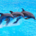 Dolphin Swimming Stunts Amazing Video