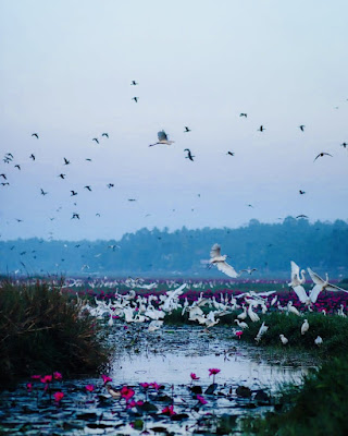 Cherumukku Ambal Padam, Water Lily Kerala