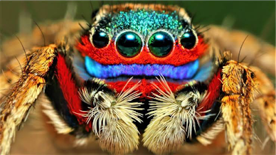 Top 10 Most Beautiful Spiders Around the World