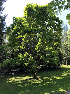 Schloß Hohenheim/ホーエンハイム城 〜植物園のような庭園のあるお城〜