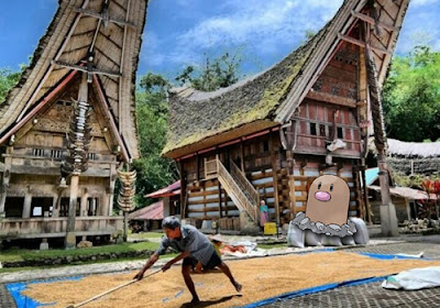 kopi toraja pokemon go