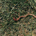 LOCOMOTION OF EARTHWORM 