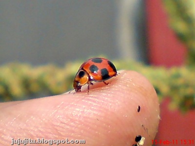 Variable Ladybird (Coelophora inaequalis)