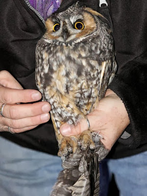 Long-eared Owl