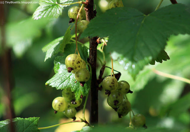 The Green Currant 'Vertti' is my favourite berry.