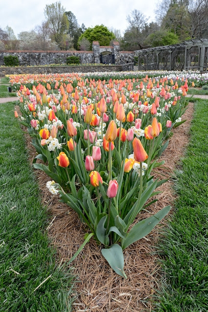 Biltmore Blooms