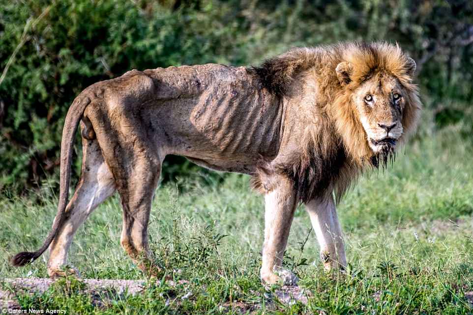 Heartbreaking Pictures Show An Old Lion That Was Once A 'King' Living His Moments On Earth