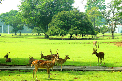 Kebun Raya Bogor