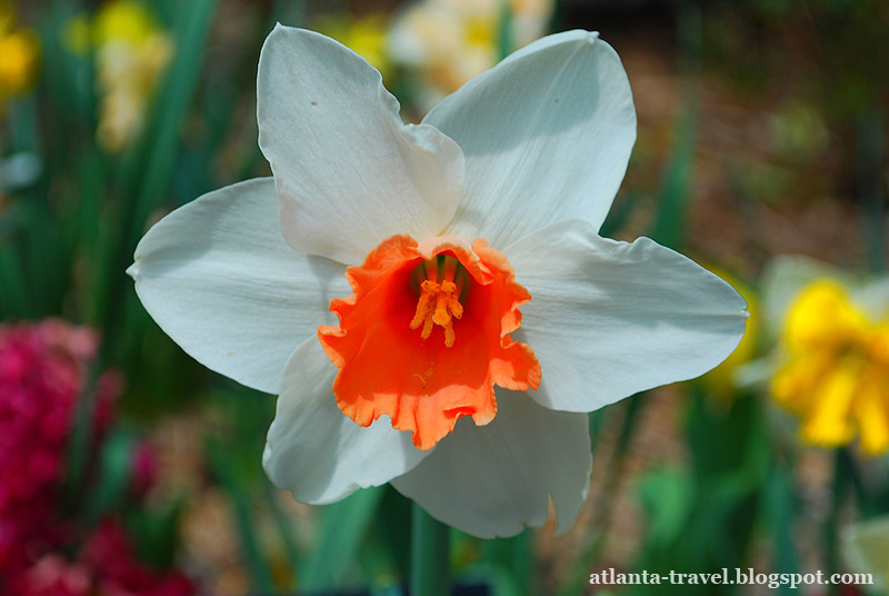 Весенние цветы в садах Коллавэй Callaway Gardens spring flowers