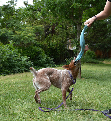 Durable rubber spring tug toy for dogs